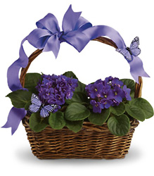 Violets And Butterflies from Boulevard Florist Wholesale Market